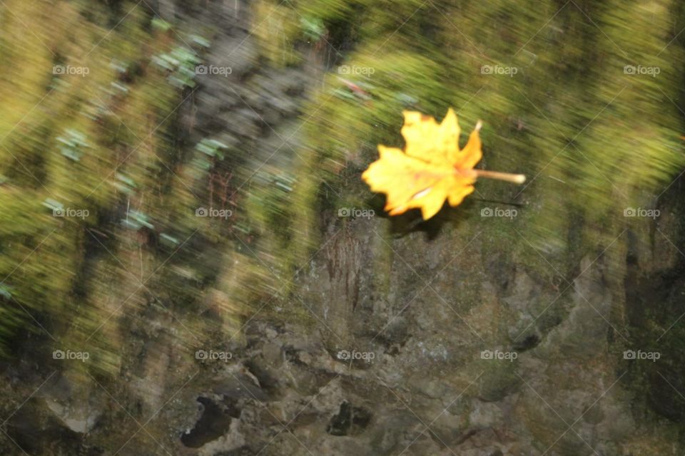 Falling leaf. Falling leaf