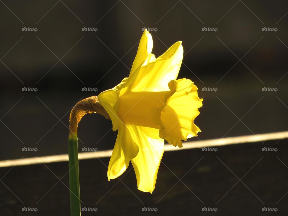 Spring daffodil