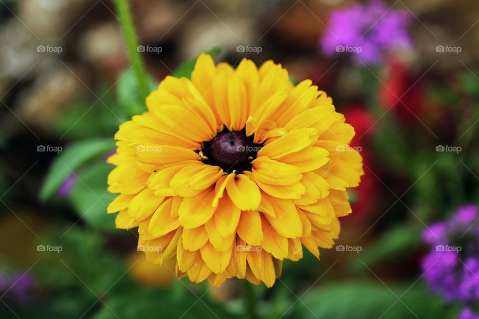 Yellow flower