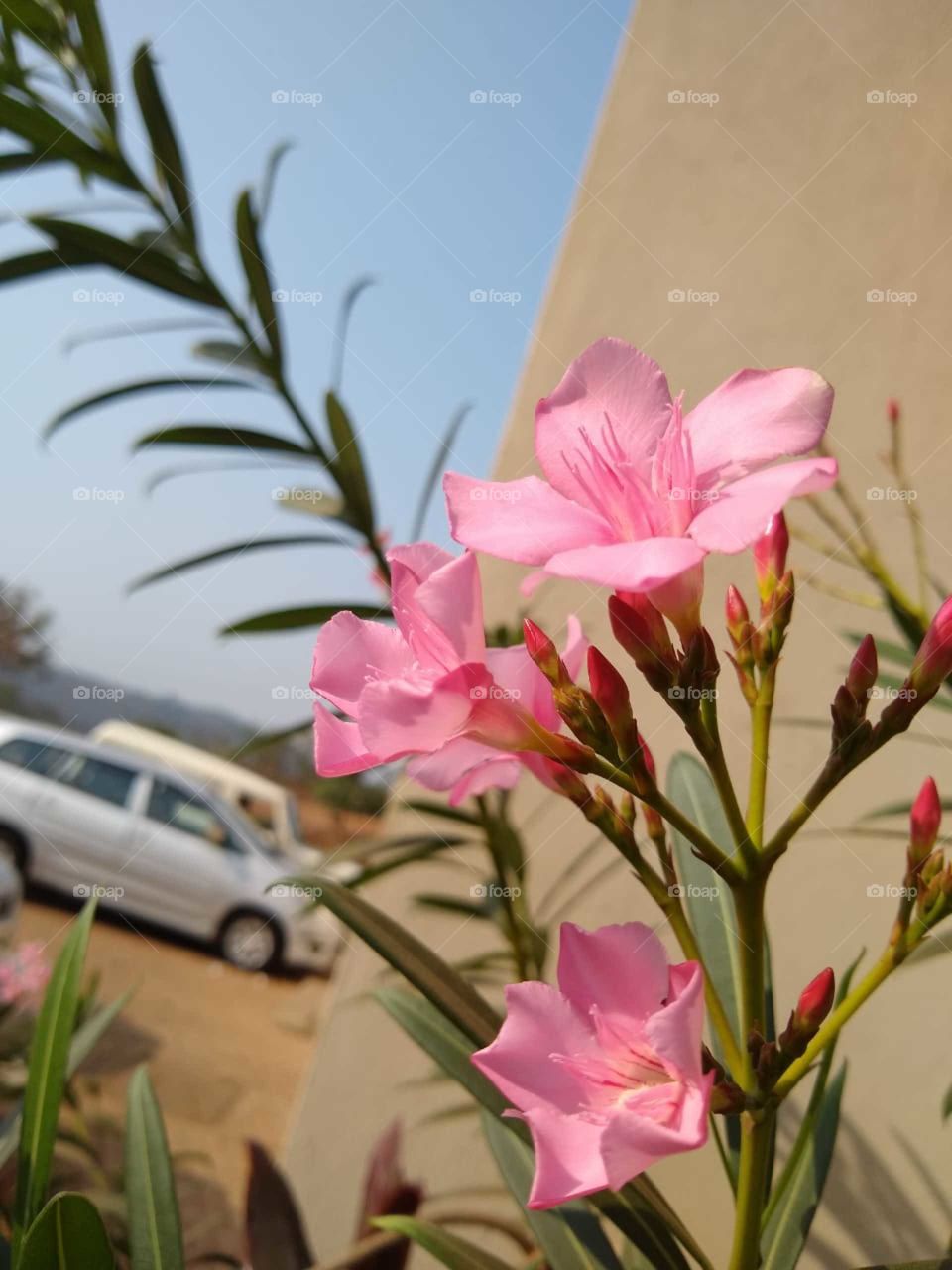 Nerium oleander
Pink oleander
Pink flower and buds