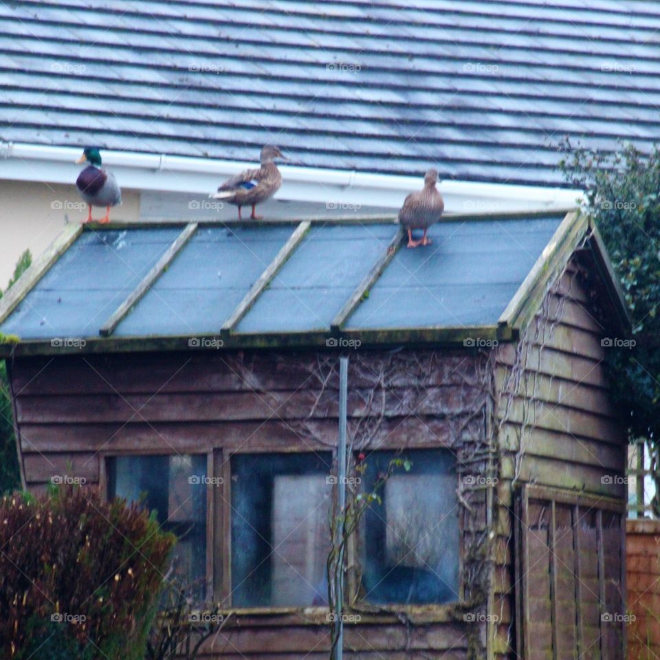 Ducks on a shed