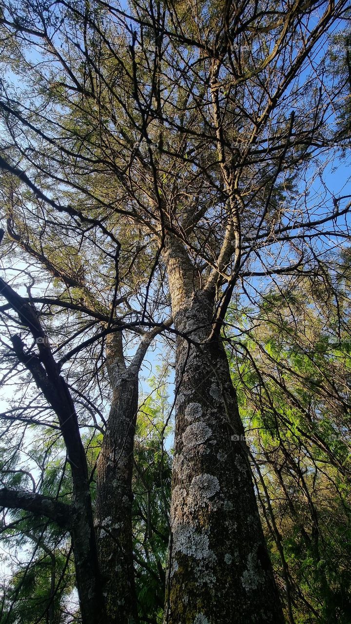 a tree from the ground up