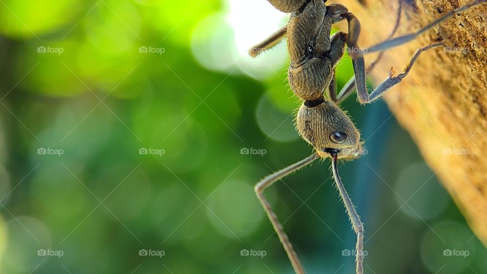 Good Morning Sunshine, Beautiful black ant sitting on a golden tree surface in a sunny morning with blurred green background of trees and plants