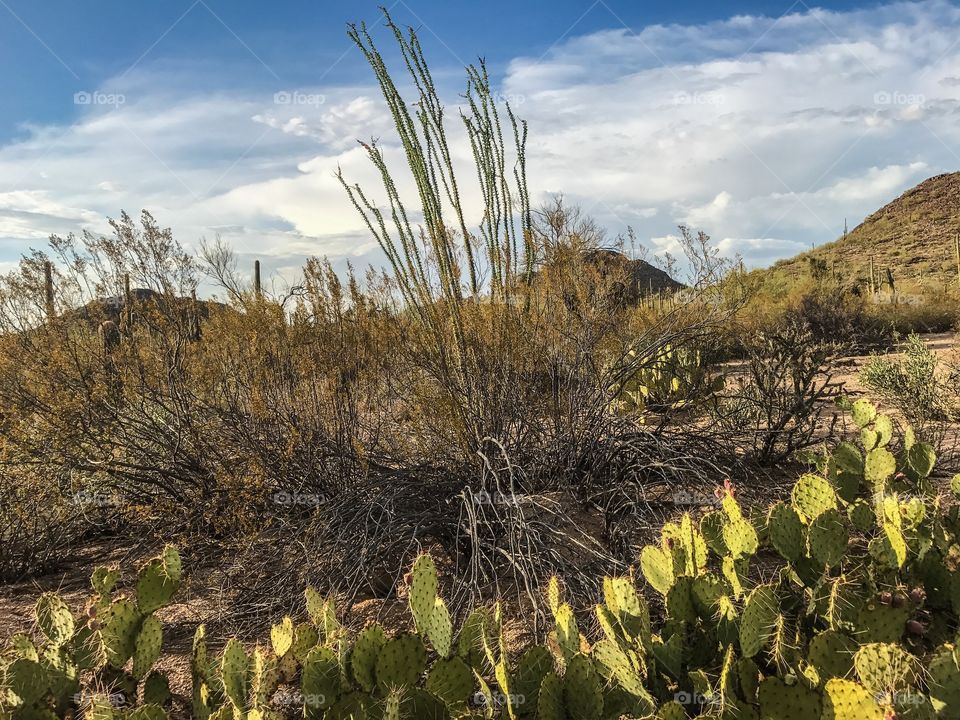 Desert Cactus Landscape 