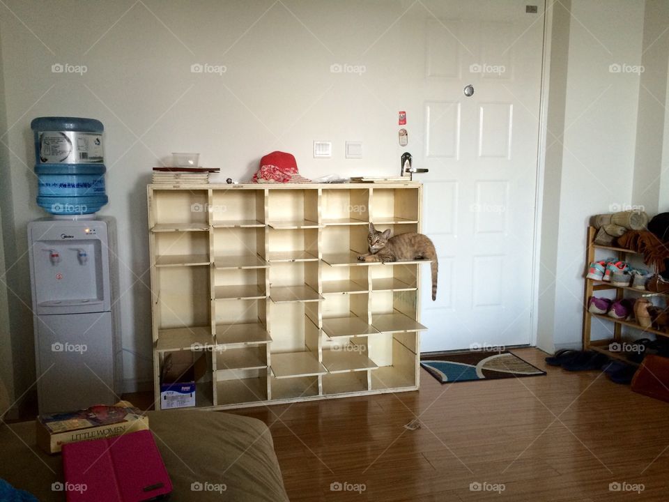 Apartment . Kitten on a shelf 