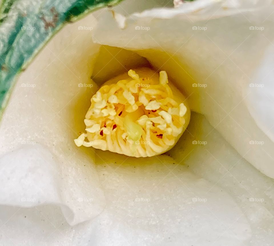 White camellia beginning to bloom