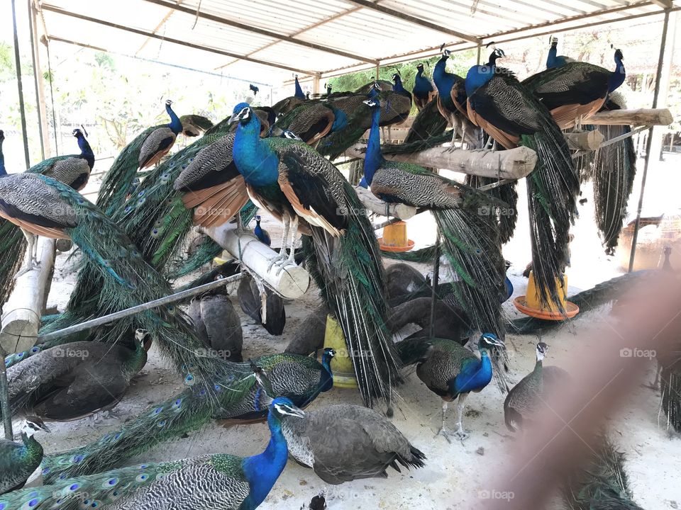 Peacock farm
