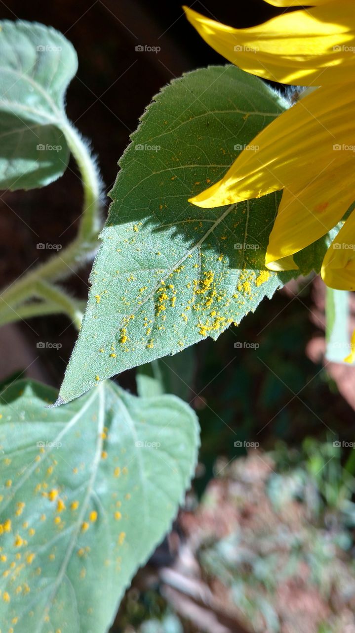 Folha verde com pólen amarelo.