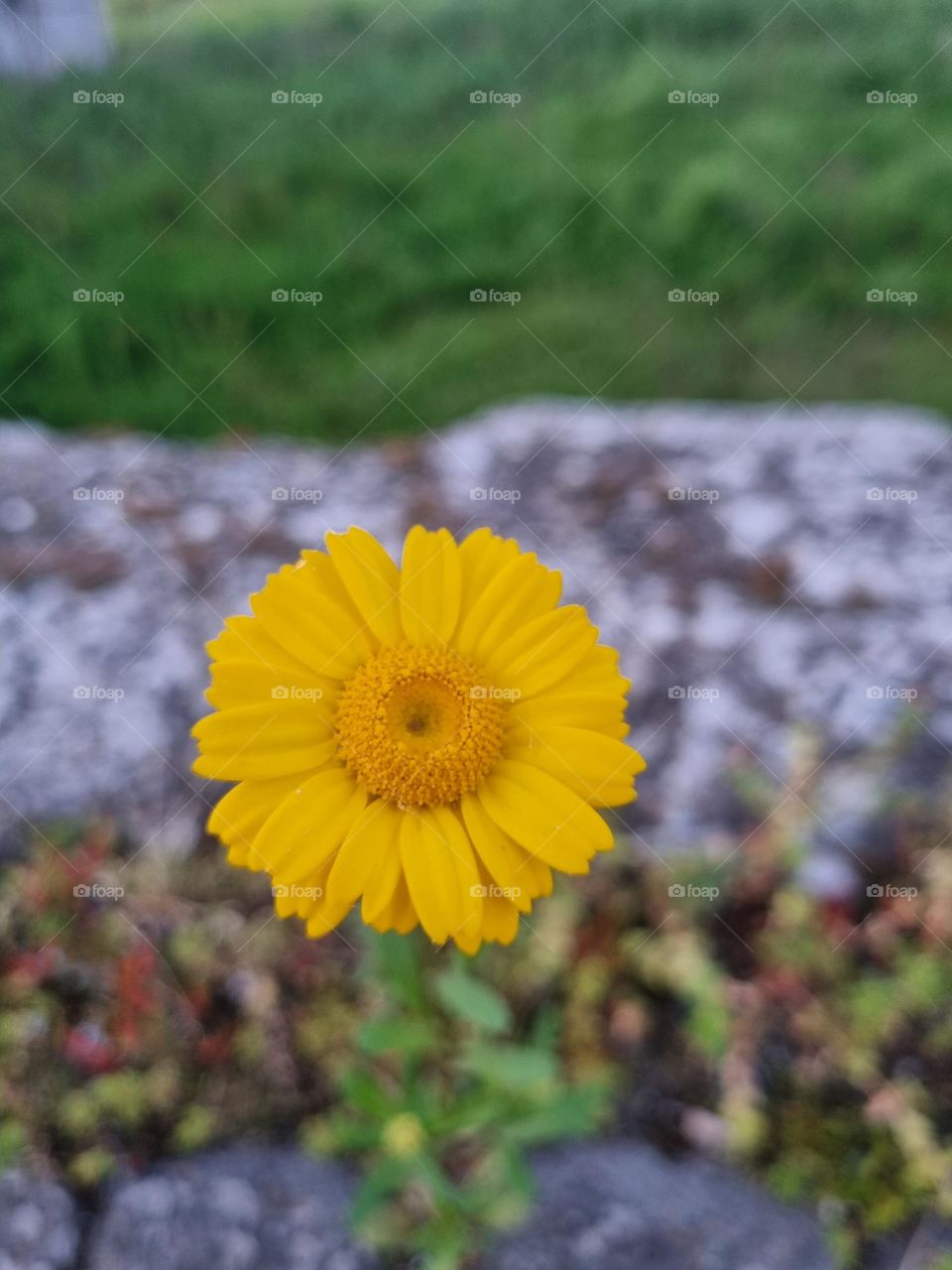 Beautiful nature has pollen