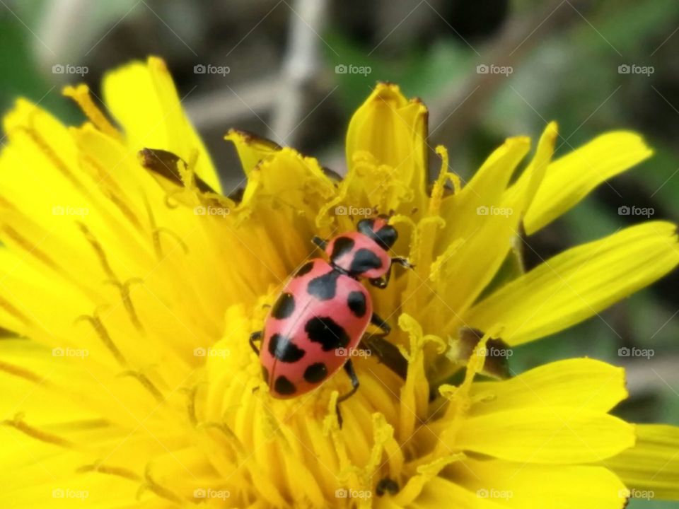 Spotted Lady Beetle at Work