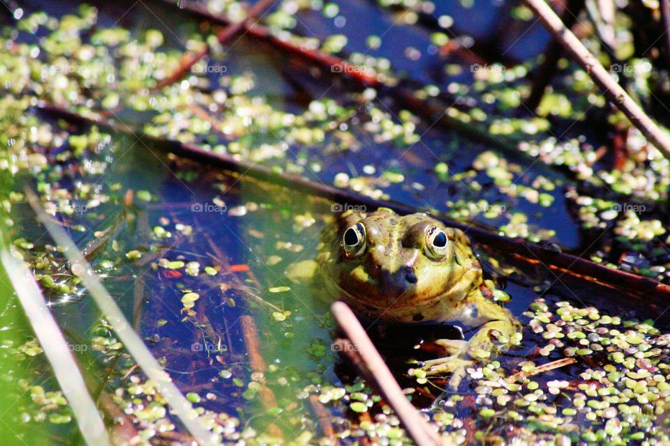 Hello, there! I'm the Frog Prince. Nice to meet you!