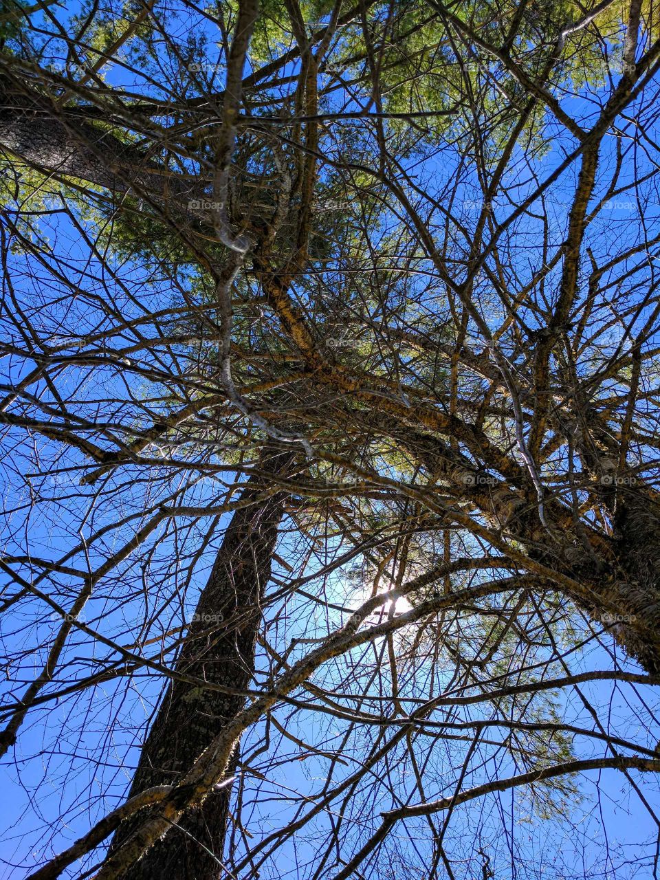 Tree Interplay On Lees-McRae Campus in North Carolina, USA 1