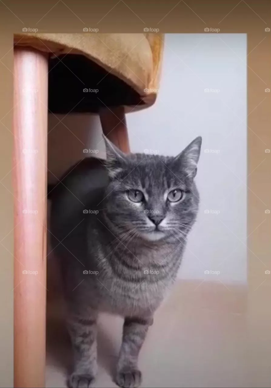 trained cat