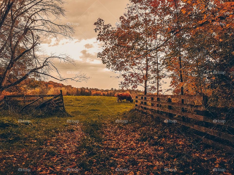 Fall in a countryside