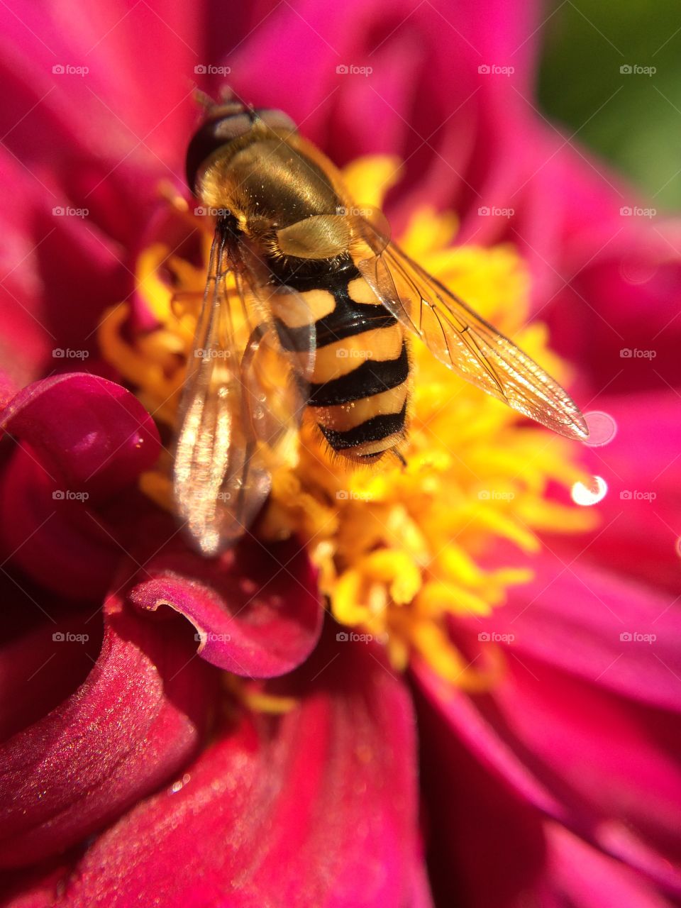 Last Glimpse of Summer. I received this Dahlia as a gift and took a photo as a wasp/hornet decided to gather some late pollen ...