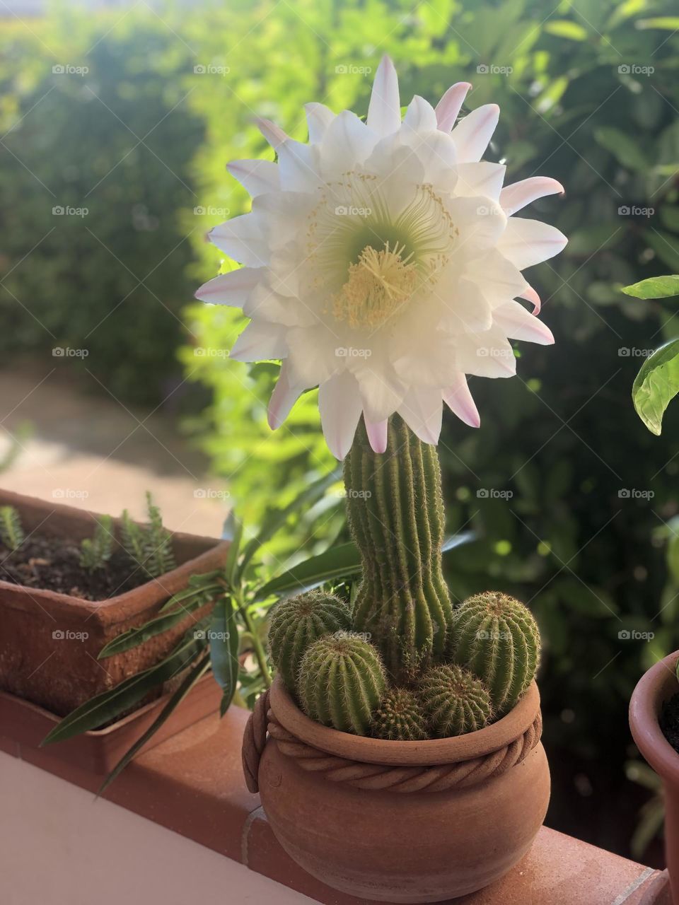 Cactus 