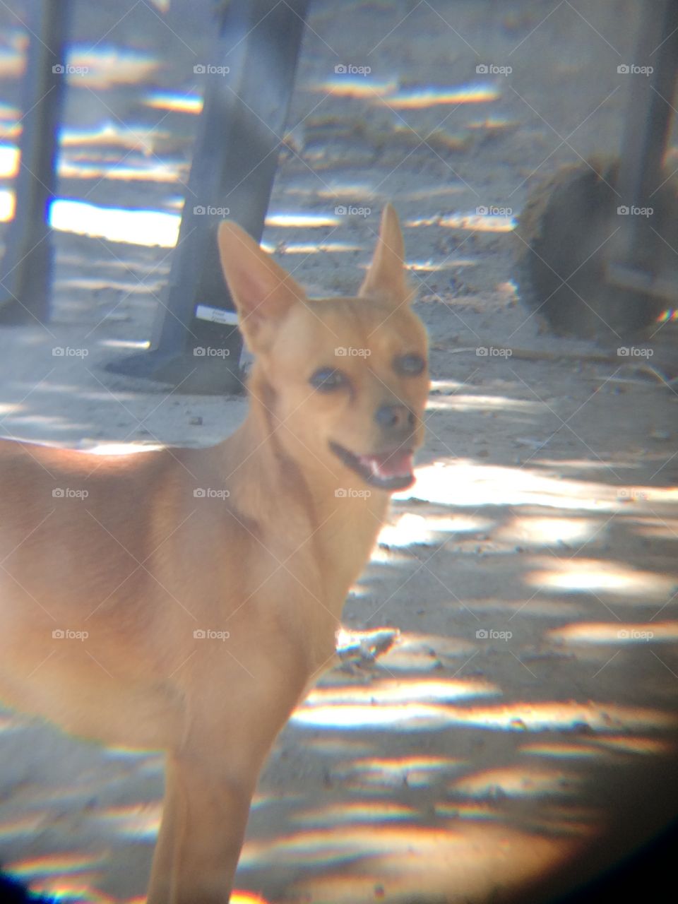 Canela la Chihuahua