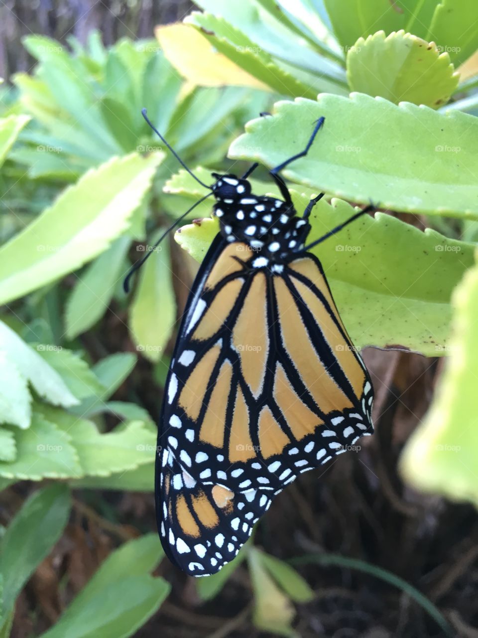 Monarch