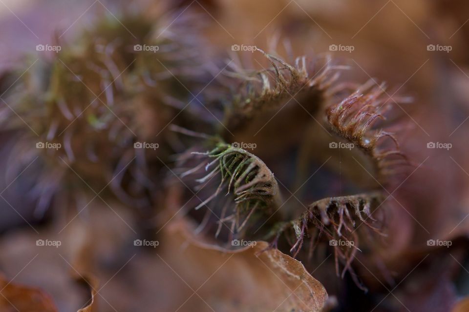 Close-up of fagus sylvatica