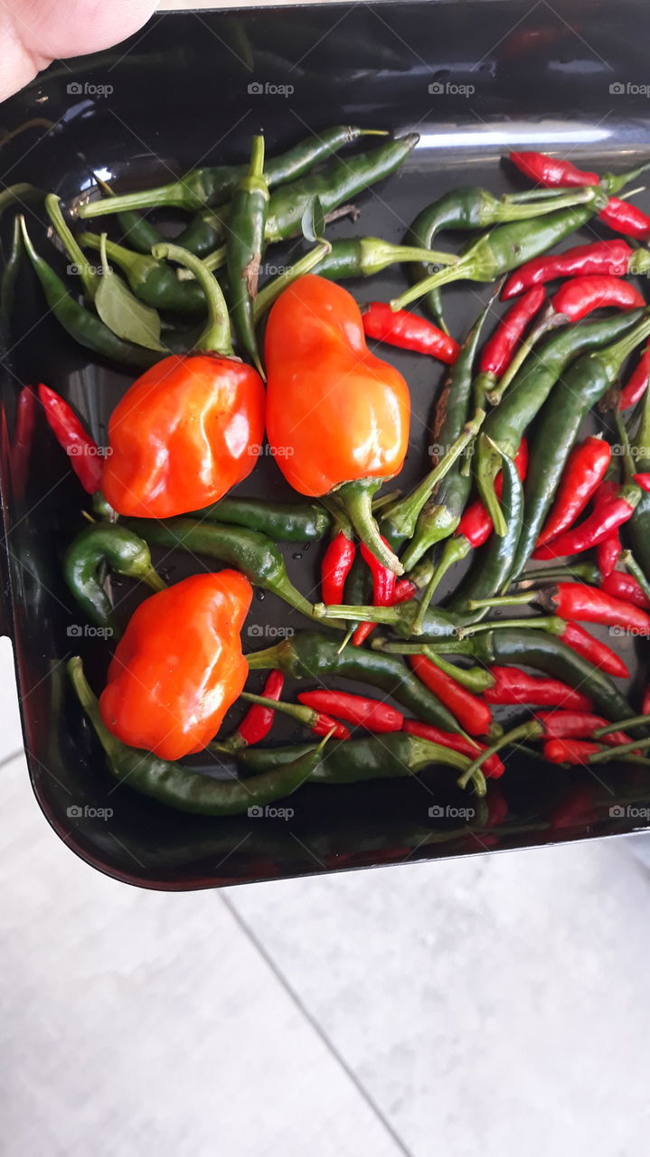 harvesting fresh chillies from the garden today