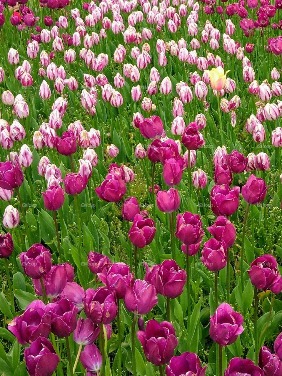 Tip Toe Thru The Tulips