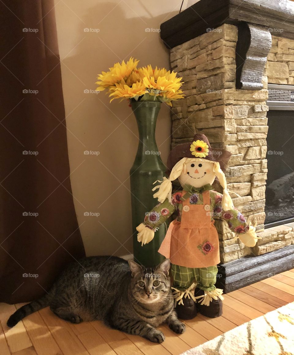 A beautiful cat next to an indoor decoration scarecrow.