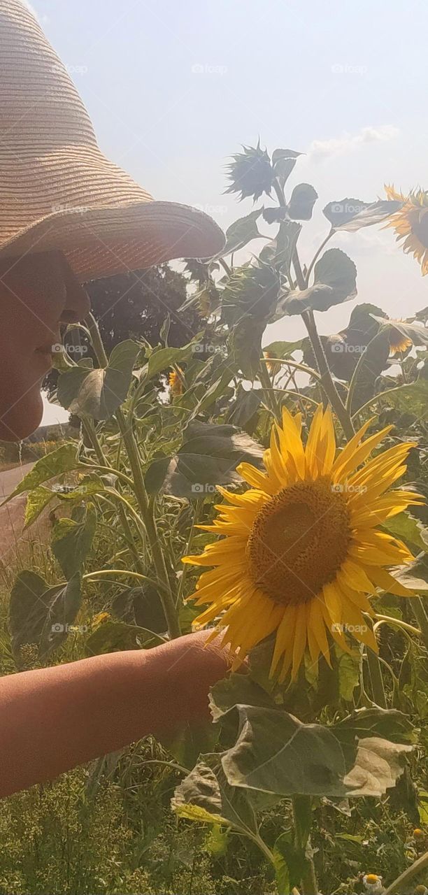 Sunflower Plantation