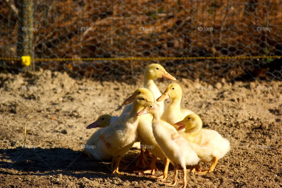 Close-up of duck and duckling on sand