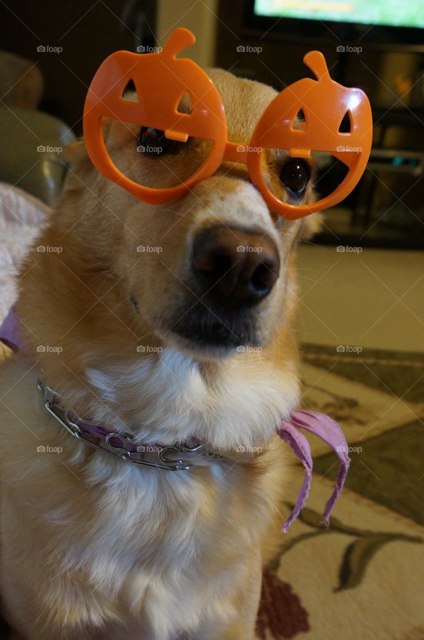 Dog with pumpkin glasses