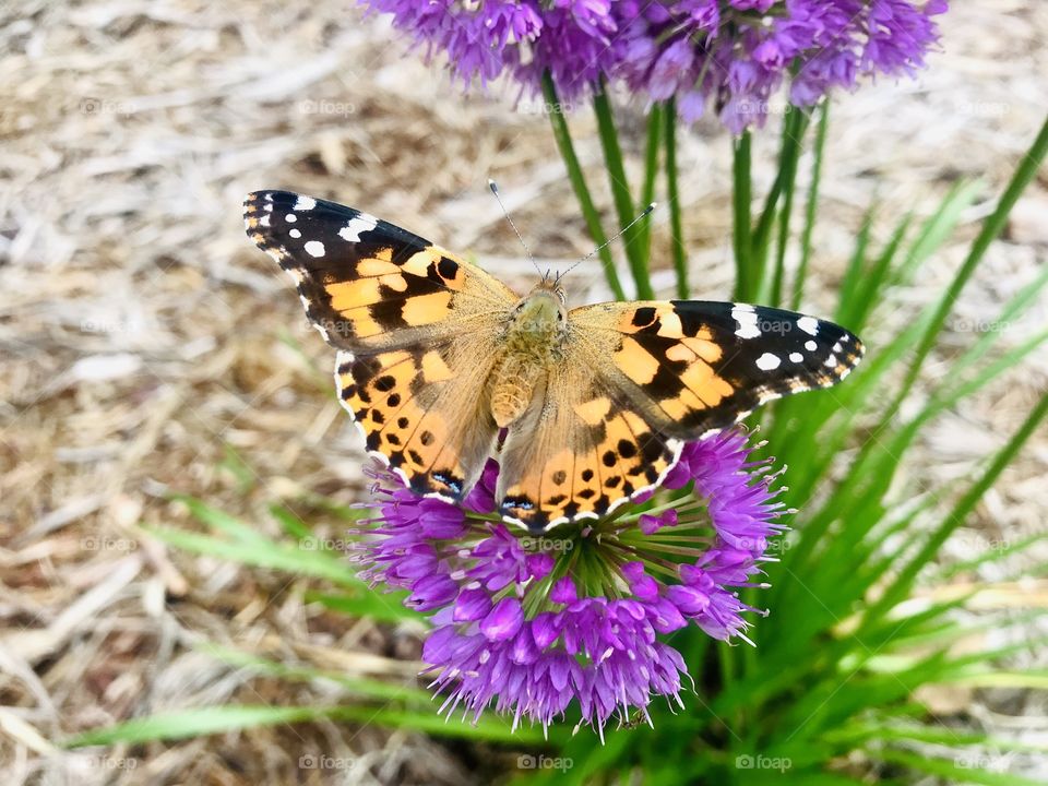 Gorgeous orange and black butterfly sitting on beautiful purple plant sipping nectar!! 