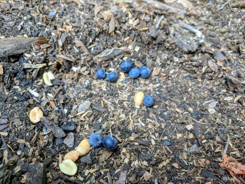 Fallen snacks while hiking.