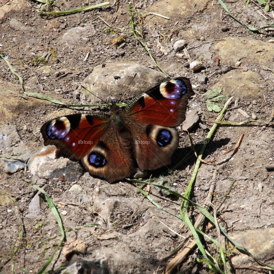 peacock butterfly