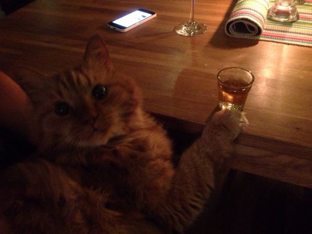 Cat having a shot