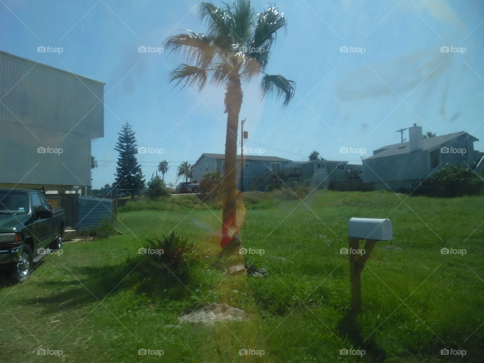 Texas palm 🌴 tree. This is a picture of a palm 🌴 tree that I saw while on vacation in the Gulf of Mexico. 👣 🚶 🏃 🔥 💨