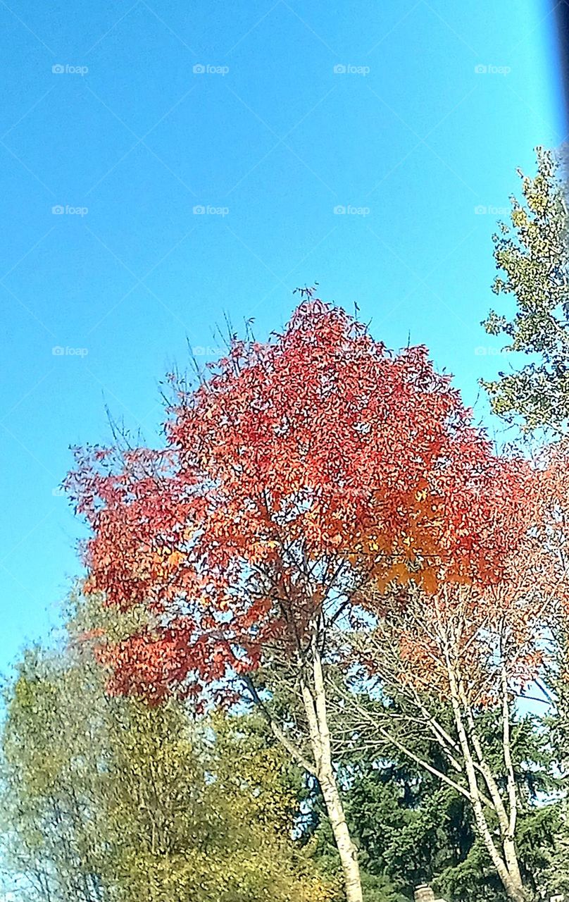 A tree covered in red leaves with trees that haven't yet changed colors spotting the background.