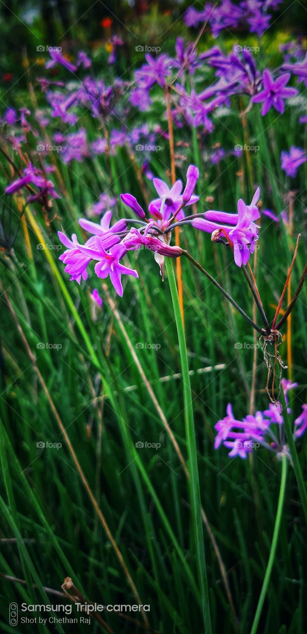 pink flower signature