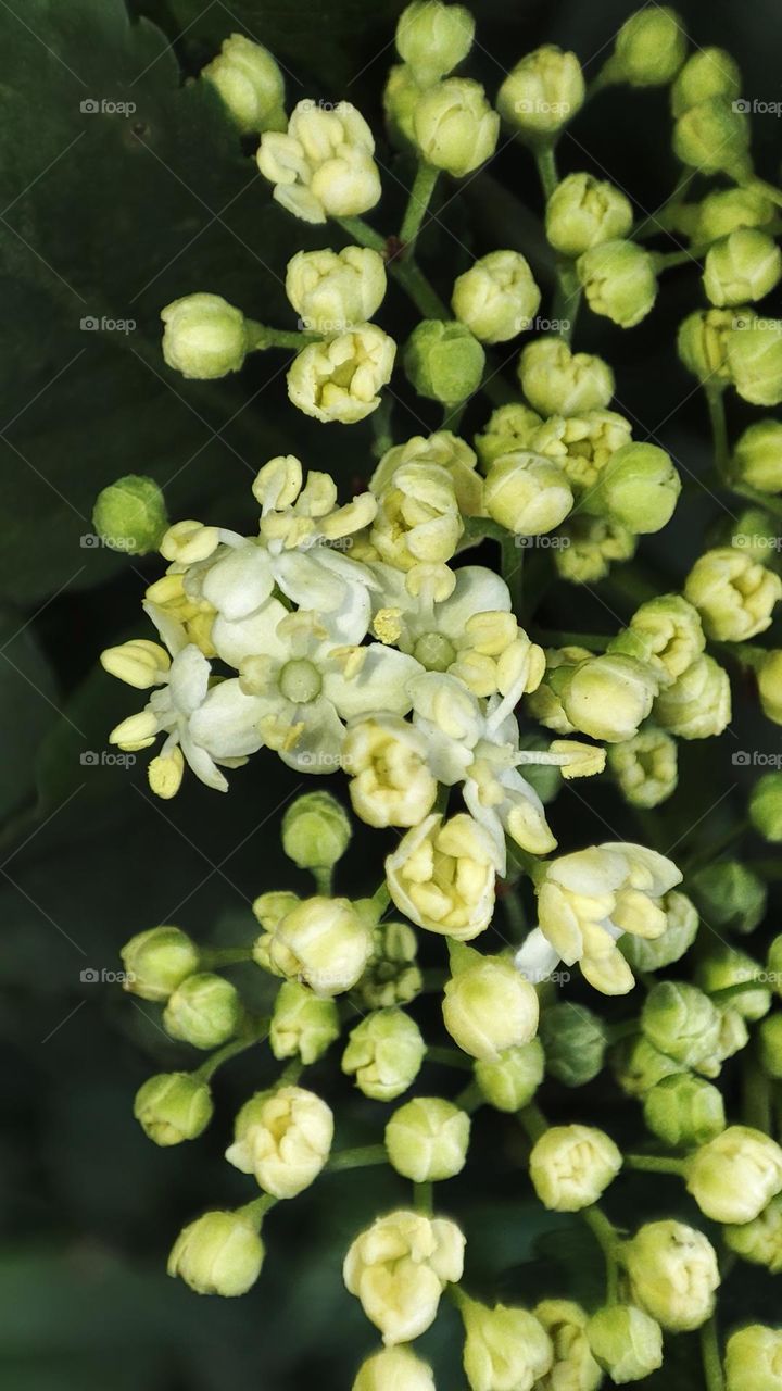 Macro photo of green grass growing in the garden