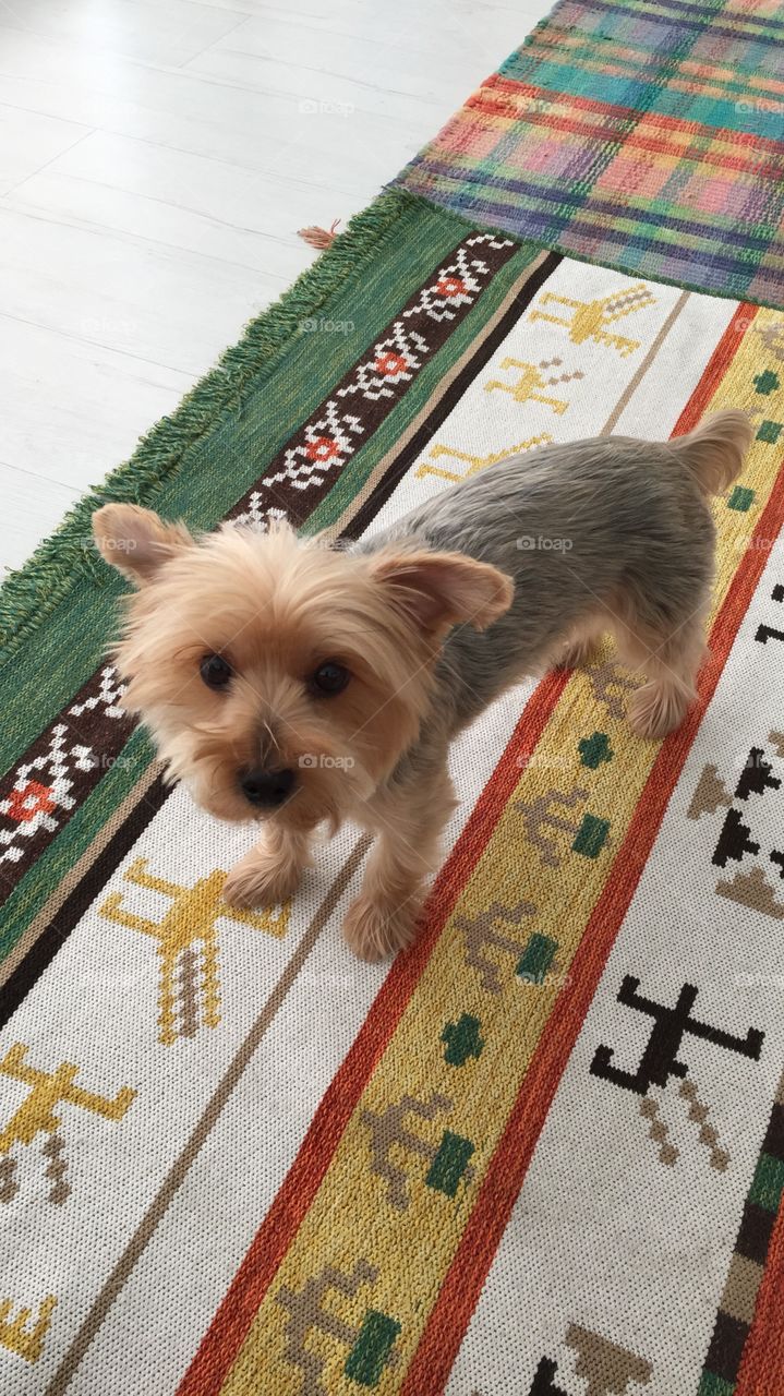 A cute little dog (yorkshire terrier) is looking on you.