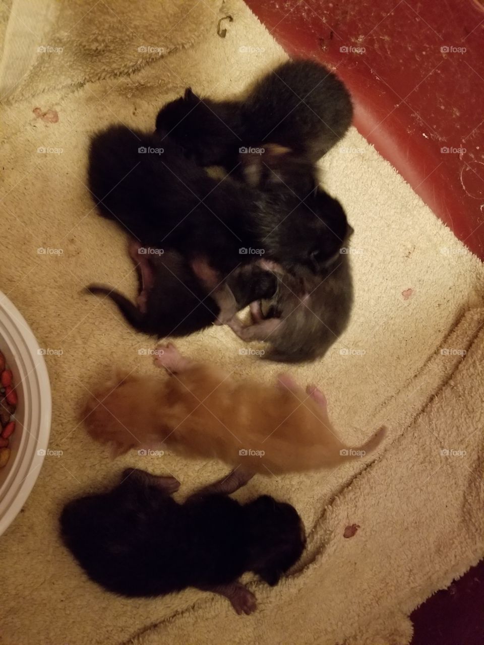 day old kittens