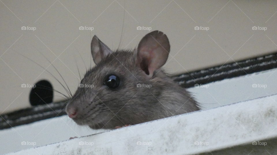 Rat or squirrel in my gutter?  Rat.