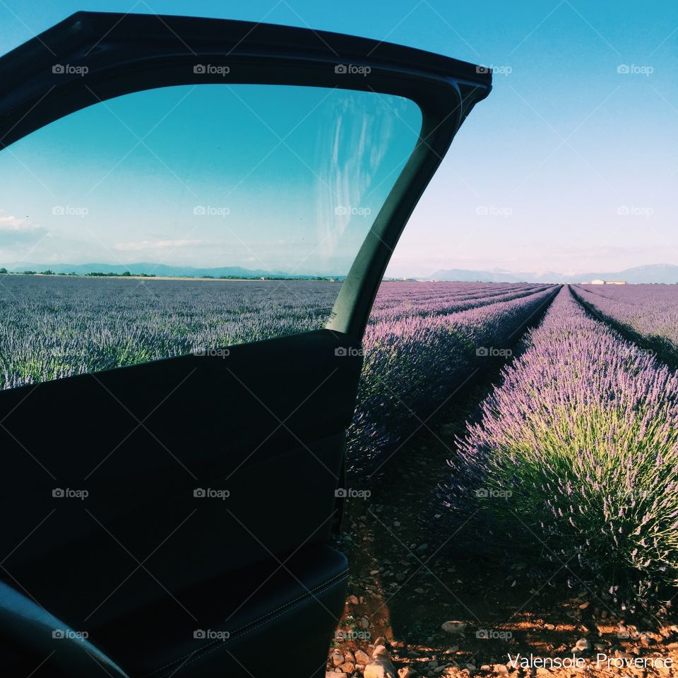 Doors of a car opening to a field of lavender in Provence 