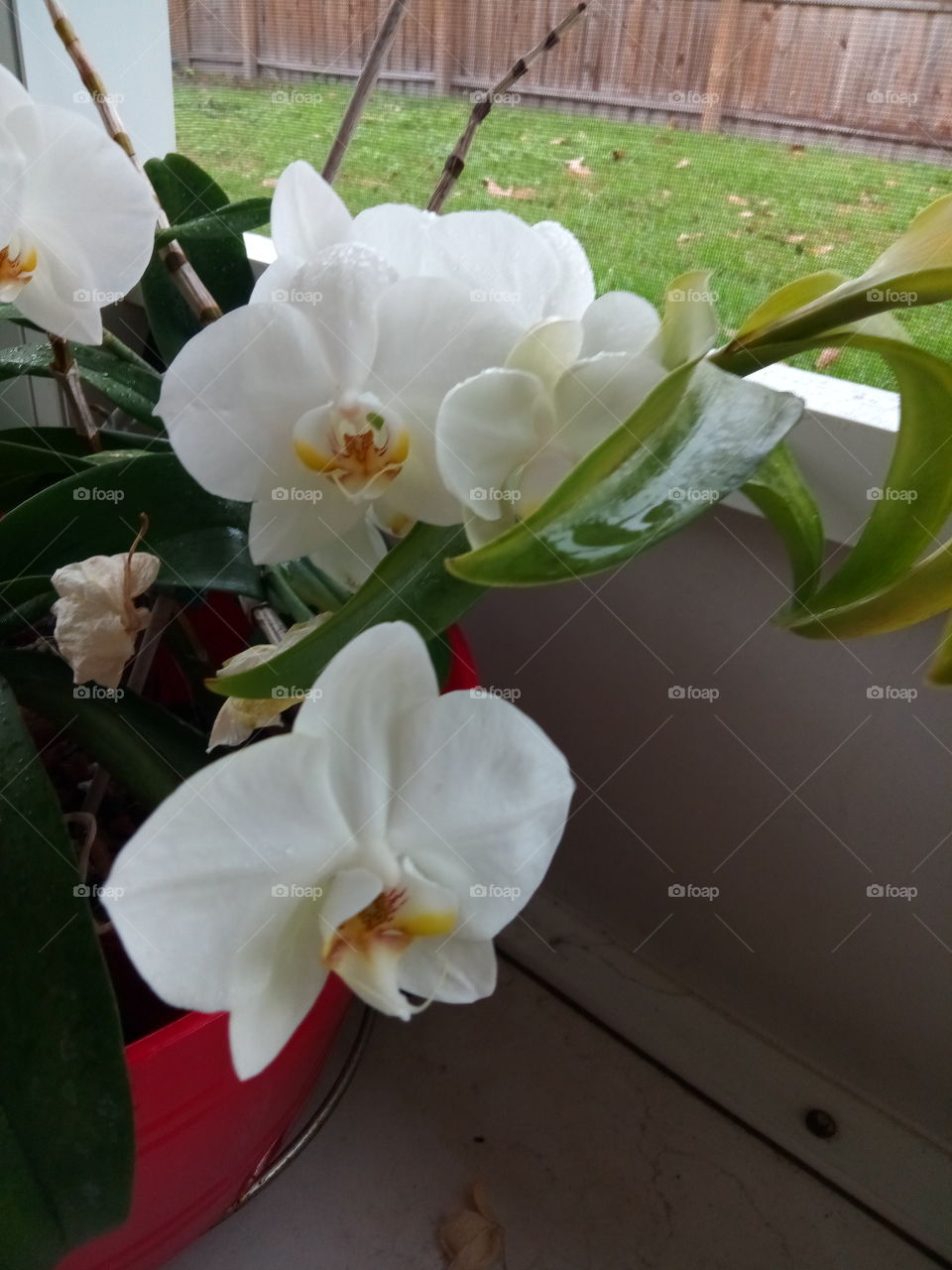white orchids blooming Orlando