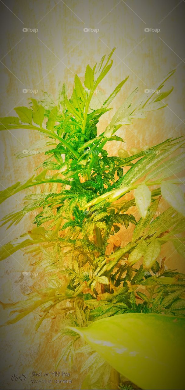 #foap #infoapartemen #foapjuly18 #foapaug18 #foapfeb18 #foapapril17 #foapers #foapjune18 #fotografoaprendiz #sfoapprentices #foaper #infoapartment #foapmission #foapmay18 #foapapr18 #foapit #infoaplikasipaytren #infoapple #foapom #foapjan19 #infoapp