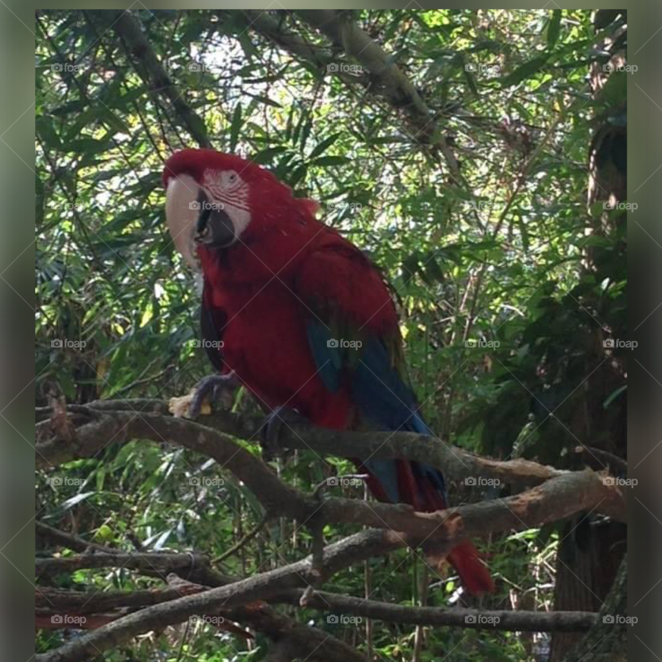 Parrot at the zoo 