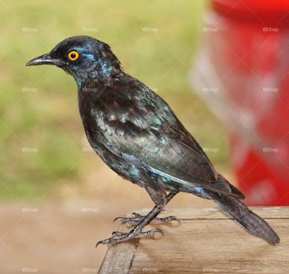 Black bird in South Africa