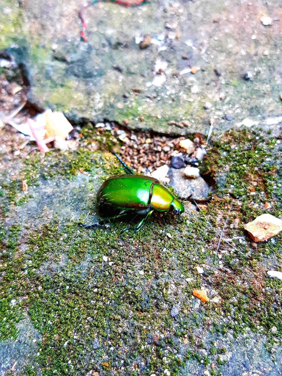 Green beetle is walking on the ground. Close up the bright green colour of insect