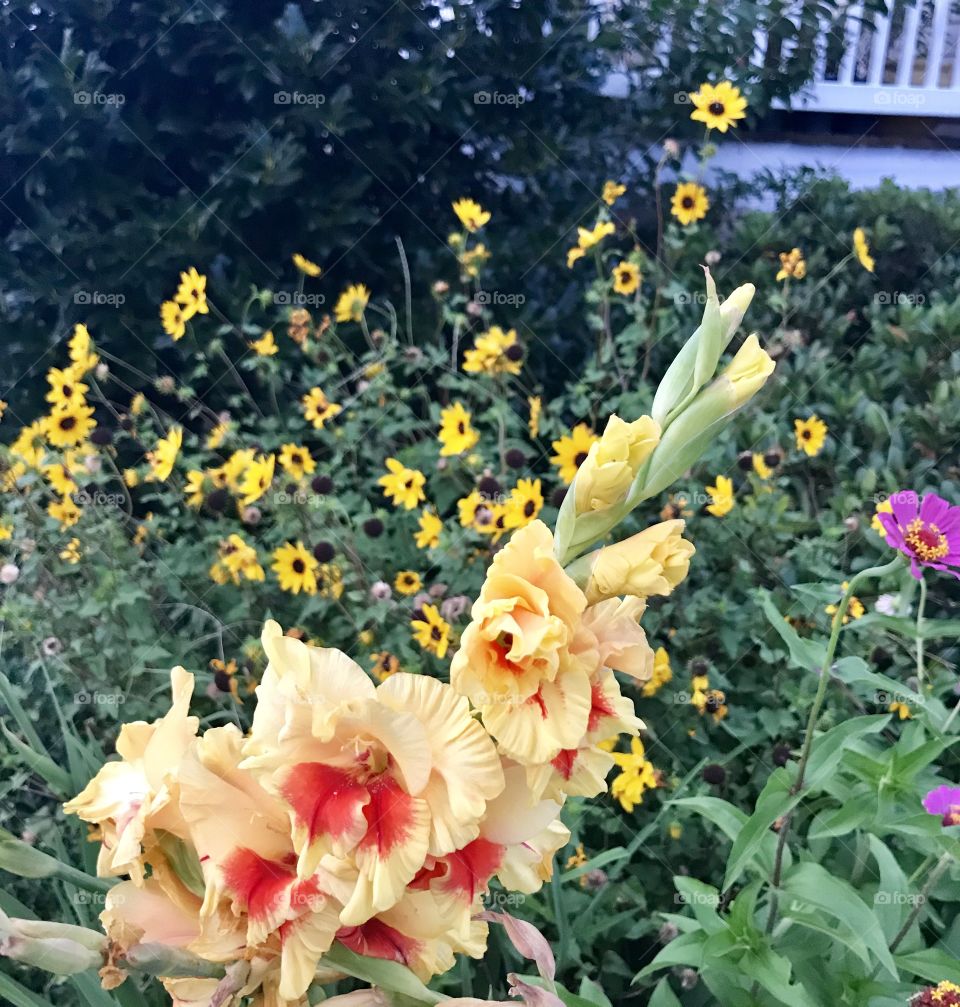Late Gladioli with Sunflowers and Zinnias. As summer dwindles, the zinnias and sunflowers are blooming strongly. A stand of gladiolus plants decides to join the vibrant floral display, in hot summer colors of yellow and orange: