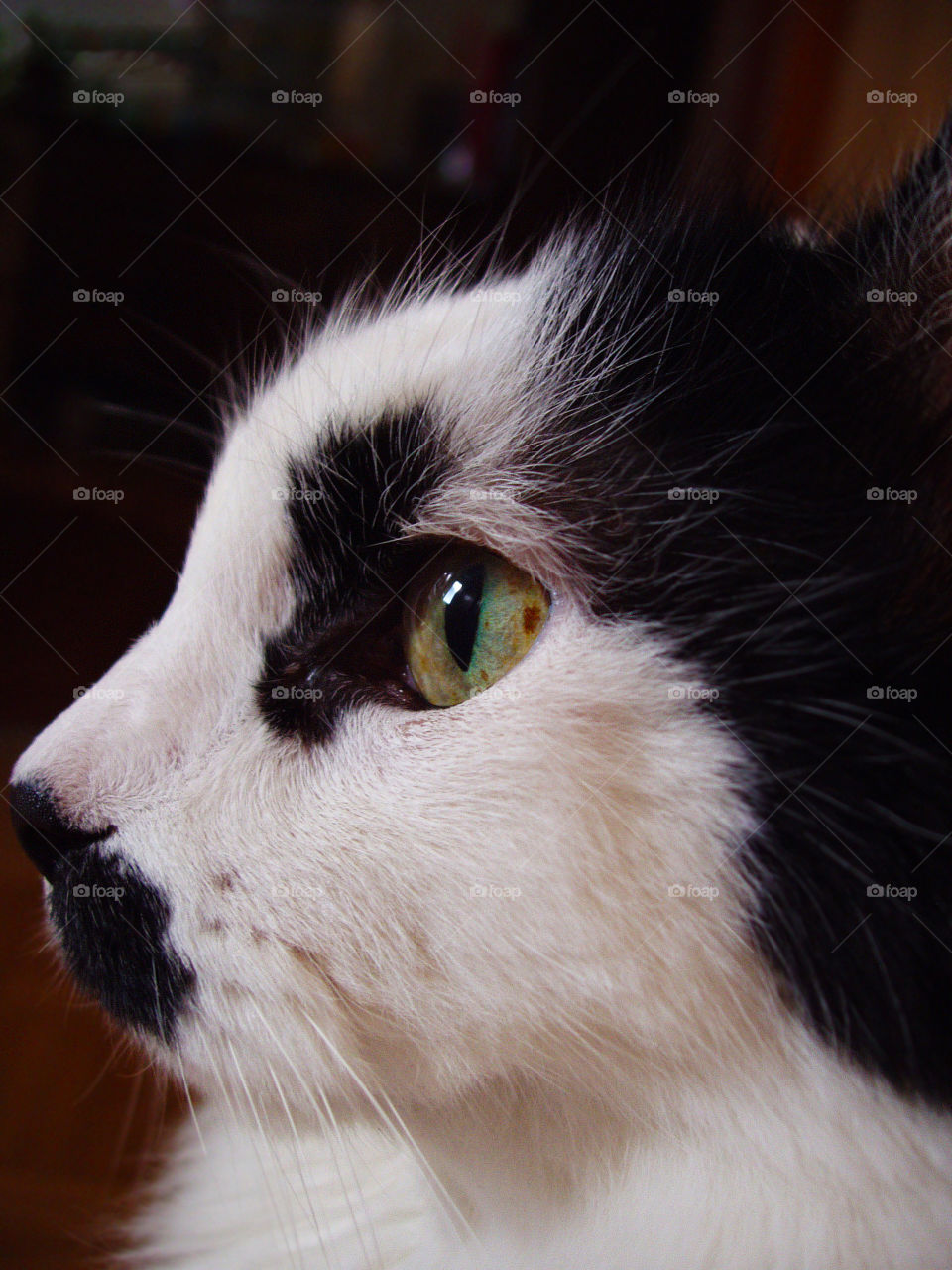 Close-up cat profile