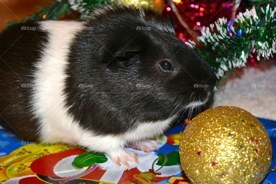 Close-up of guinea pig