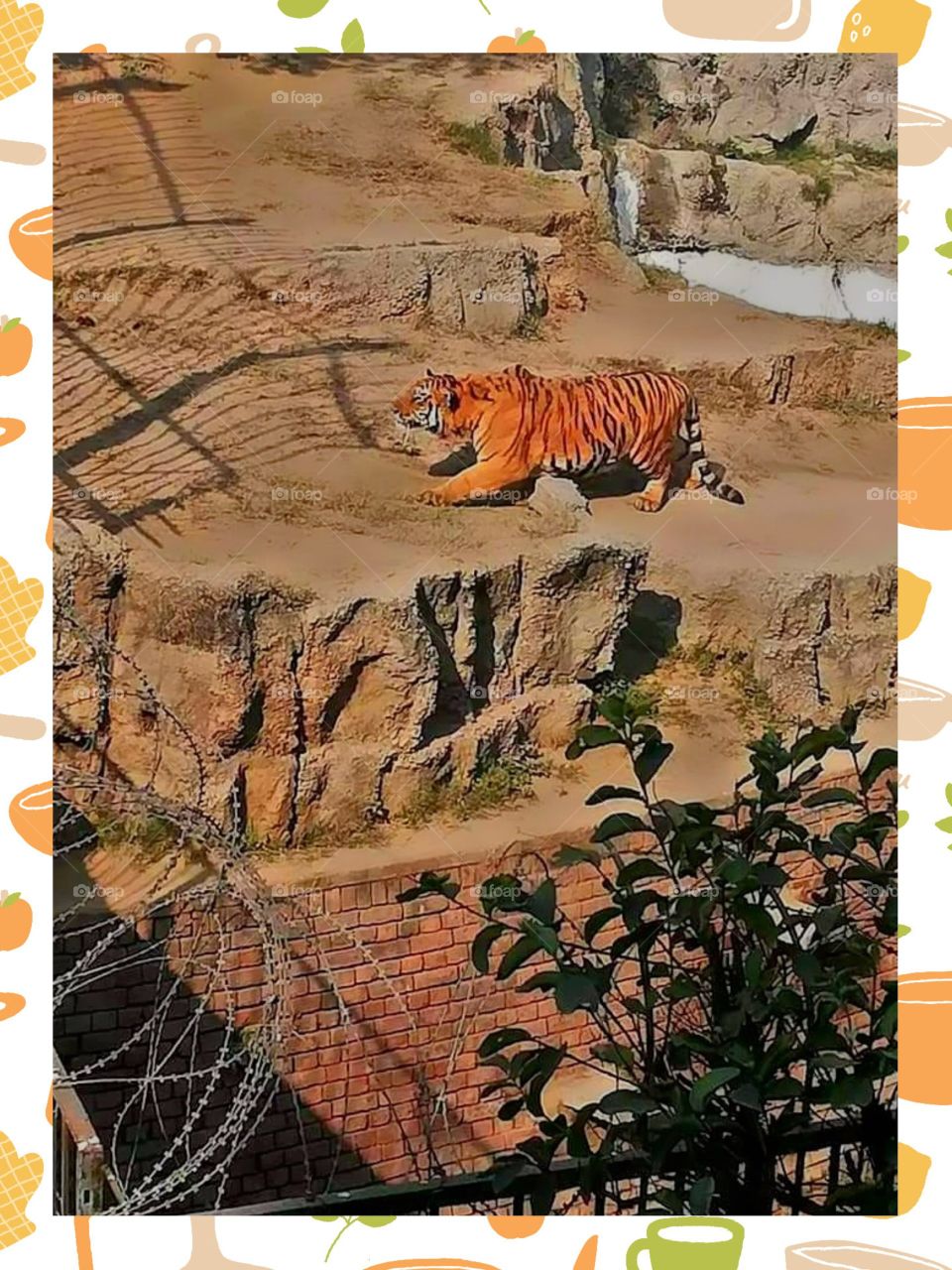 The Hunter.
It's almost lunch time. 
the sun rising so high.
It's time for the Hunter to prepare for his meal.
Now,  his on his way to look for his prey.😱😱😱 
Be careful😰😰😰 
because You might be the lucky one.😊
You looks soooo... yummy..uhmm😋